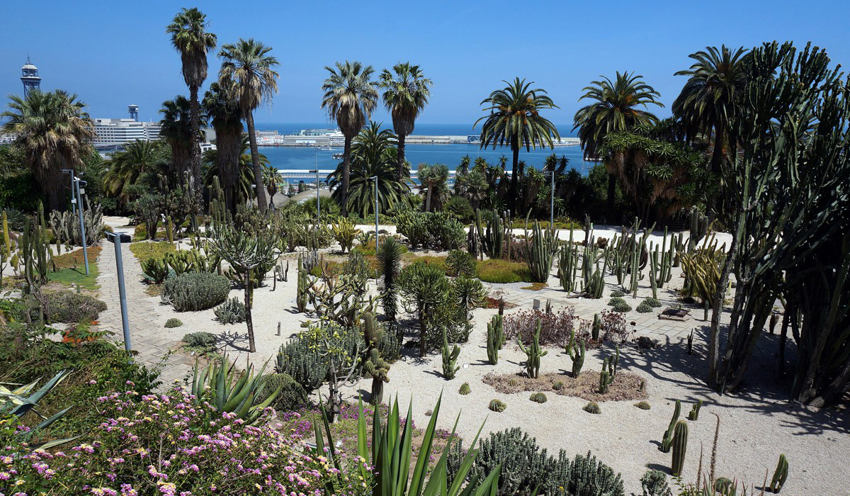 Cactus i plantes suculentes